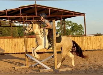Paint Horse, Castrone, 10 Anni, 147 cm