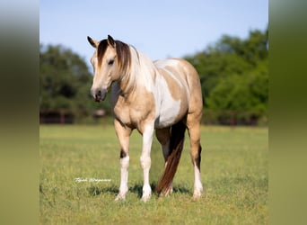 Paint Horse, Castrone, 10 Anni, 147 cm