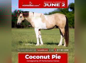 Paint Horse, Castrone, 10 Anni, 147 cm