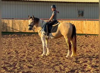 Paint Horse, Castrone, 10 Anni, 147 cm