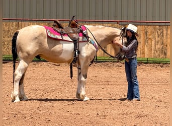 Paint Horse, Castrone, 10 Anni, 147 cm
