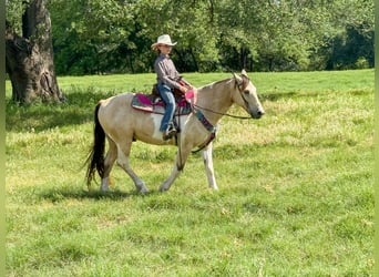 Paint Horse, Castrone, 10 Anni, 147 cm