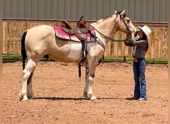 Paint Horse, Castrone, 10 Anni, 147 cm