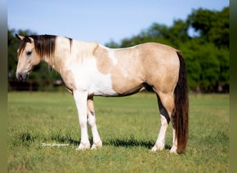 Paint Horse, Castrone, 10 Anni, 147 cm