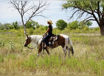 Paint Horse, Castrone, 10 Anni, 150 cm, Tobiano-tutti i colori