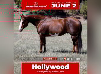 Paint Horse, Castrone, 10 Anni, 152 cm