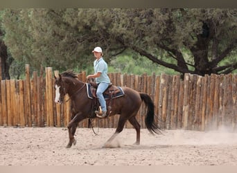 Paint Horse, Castrone, 10 Anni, 152 cm