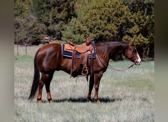 Paint Horse, Castrone, 10 Anni, 152 cm