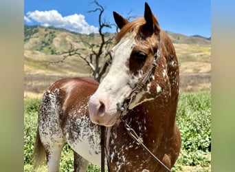 Paint Horse, Castrone, 10 Anni, 152 cm, Sauro scuro