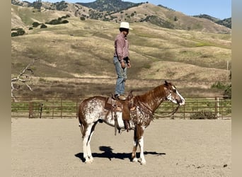 Paint Horse, Castrone, 10 Anni, 152 cm, Sauro scuro