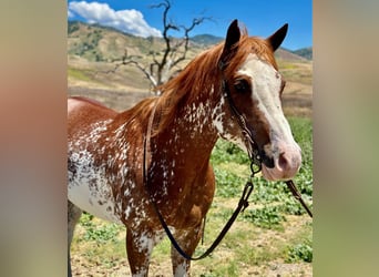 Paint Horse, Castrone, 10 Anni, 152 cm, Sauro scuro