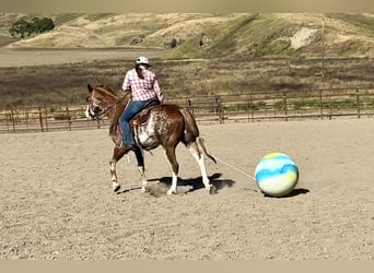 Paint Horse, Castrone, 10 Anni, 152 cm, Sauro scuro