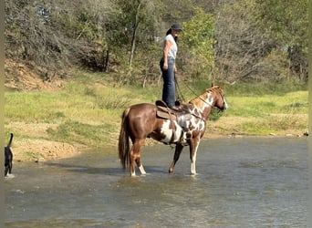 Paint Horse, Castrone, 10 Anni, 155 cm, Overo-tutti i colori