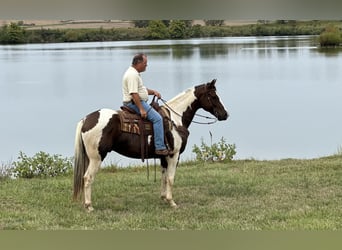 Paint Horse, Castrone, 10 Anni, 157 cm, Pezzato