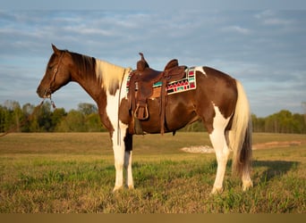 Paint Horse, Castrone, 10 Anni, 157 cm, Pezzato