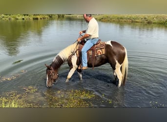 Paint Horse, Castrone, 10 Anni, 157 cm, Pezzato