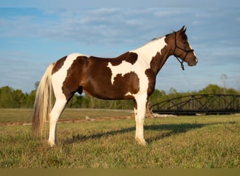 Paint Horse, Castrone, 10 Anni, 157 cm, Pezzato