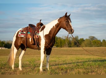 Paint Horse, Castrone, 10 Anni, 157 cm, Pezzato