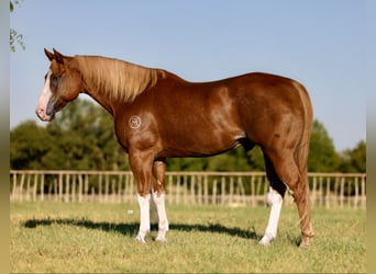 Paint Horse, Castrone, 10 Anni, 157 cm, Sauro ciliegia