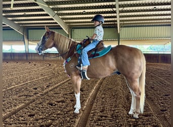 Paint Horse, Castrone, 10 Anni, 157 cm, Sauro ciliegia