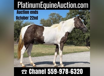 Paint Horse, Castrone, 11 Anni, 135 cm, Tobiano-tutti i colori