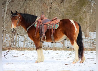Paint Horse, Castrone, 11 Anni, 142 cm, Baio ciliegia
