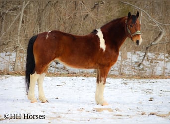 Paint Horse, Castrone, 11 Anni, 142 cm, Baio ciliegia