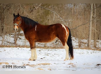 Paint Horse, Castrone, 11 Anni, 142 cm, Baio ciliegia