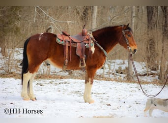 Paint Horse, Castrone, 11 Anni, 142 cm, Baio ciliegia