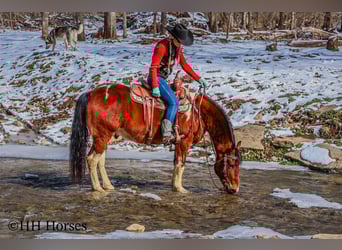 Paint Horse, Castrone, 11 Anni, 142 cm, Baio ciliegia