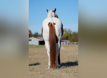 Paint Horse, Castrone, 11 Anni, 147 cm, Sauro ciliegia