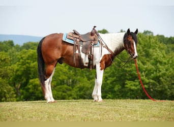 Paint Horse, Castrone, 11 Anni, 152 cm, Baio ciliegia