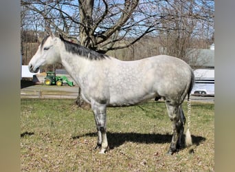 Paint Horse, Castrone, 11 Anni, 152 cm, Grigio pezzato