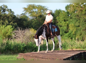 Paint Horse, Castrone, 11 Anni, 152 cm, Overo-tutti i colori