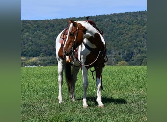 Paint Horse Mix, Castrone, 11 Anni, 152 cm, Pezzato