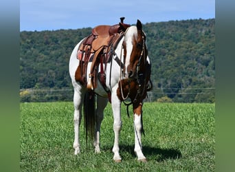 Paint Horse Mix, Castrone, 11 Anni, 152 cm, Pezzato