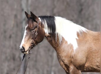 Paint Horse, Castrone, 11 Anni, 155 cm, Pelle di daino