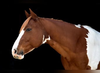 Paint Horse, Castrone, 11 Anni, 157 cm, Pezzato