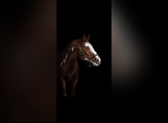 Paint Horse, Castrone, 11 Anni, 158 cm, Sauro