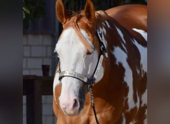 Paint Horse, Castrone, 11 Anni, 162 cm, Overo-tutti i colori