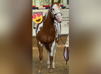 Paint Horse, Castrone, 11 Anni, 162 cm, Overo-tutti i colori