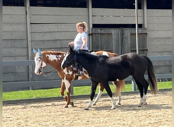 Paint Horse, Castrone, 11 Anni, 162 cm, Overo-tutti i colori