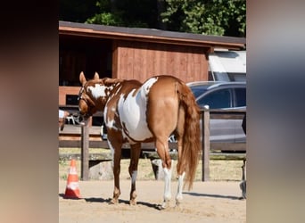 Paint Horse, Castrone, 11 Anni, 162 cm, Overo-tutti i colori