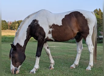 Paint Horse, Castrone, 11 Anni, 163 cm, Baio ciliegia