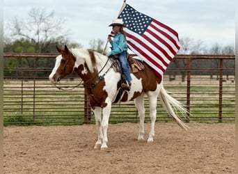 Paint Horse, Castrone, 11 Anni, 163 cm, Tobiano-tutti i colori