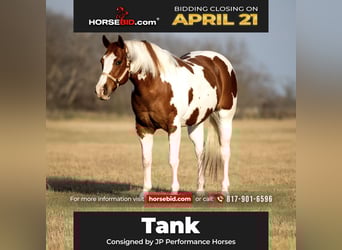 Paint Horse, Castrone, 11 Anni, 163 cm, Tobiano-tutti i colori