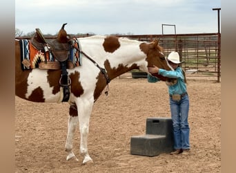 Paint Horse, Castrone, 11 Anni, 163 cm, Tobiano-tutti i colori