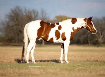 Paint Horse, Castrone, 11 Anni, 163 cm, Tobiano-tutti i colori