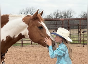 Paint Horse, Castrone, 11 Anni, 163 cm, Tobiano-tutti i colori