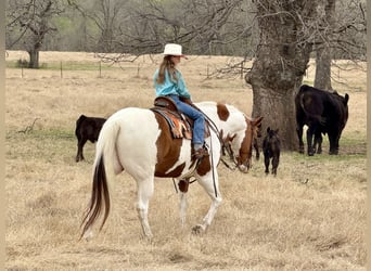 Paint Horse, Castrone, 11 Anni, 163 cm, Tobiano-tutti i colori